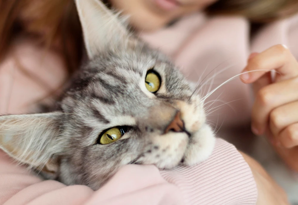 best camera for watching pets