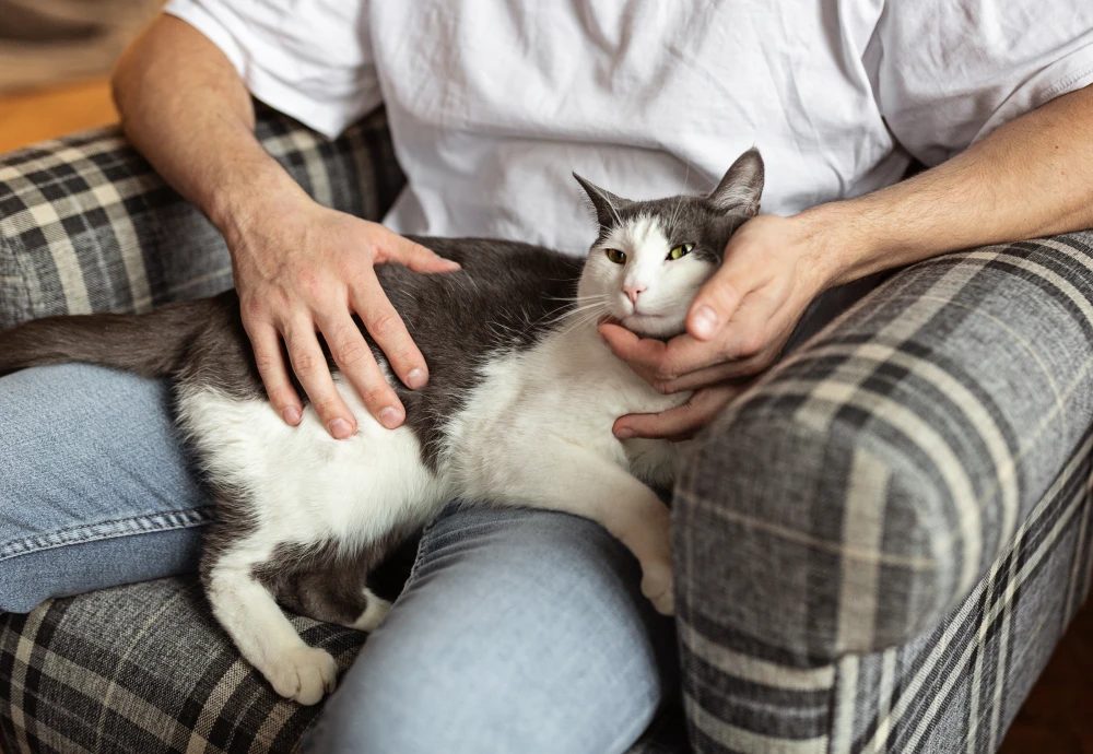 video camera to watch pets